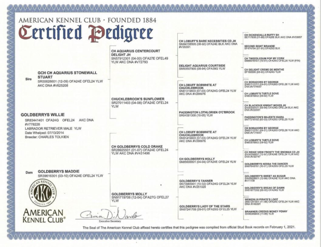 goldberry_willie_pedigree_dragon