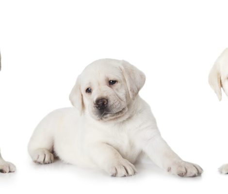 Six,Weeks,Old,Purebred,Labrador,Puppy,Isolated,On,White,Background