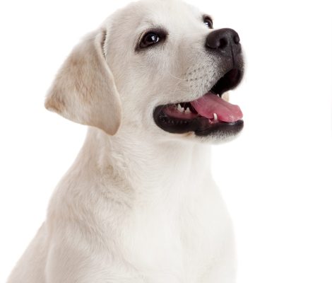 Beautiful,Labrador,Retriever,Cream,Puppy,Isolated,On,White,Background