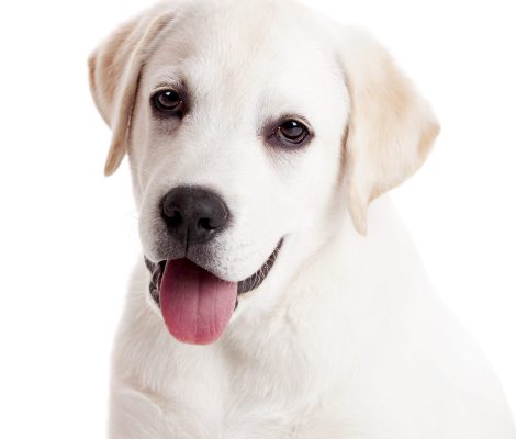 Beautiful,Portrait,Of,A,Labrador,Retriever,Puppy,With,Tongue,Out,